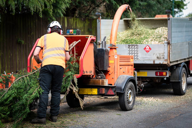 Best Large Tree Removal  in East San Gabriel, CA